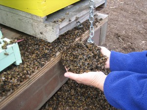 handsfull-of-dead-bees[1]